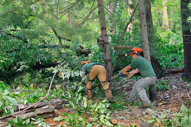 Best Commercial Tree Services  in Strum, WI